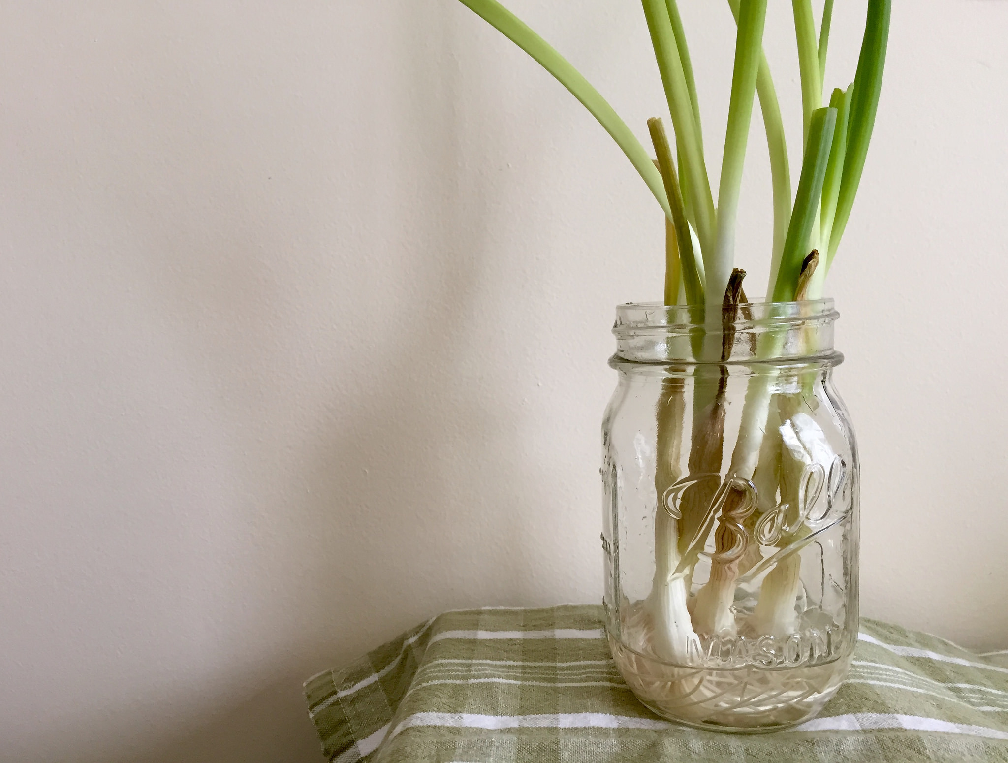 green onions in jar